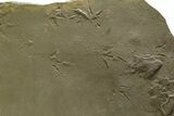 Fossil Bird (Avipeda) Track Plate - Green River Formation, Utah #352258-1